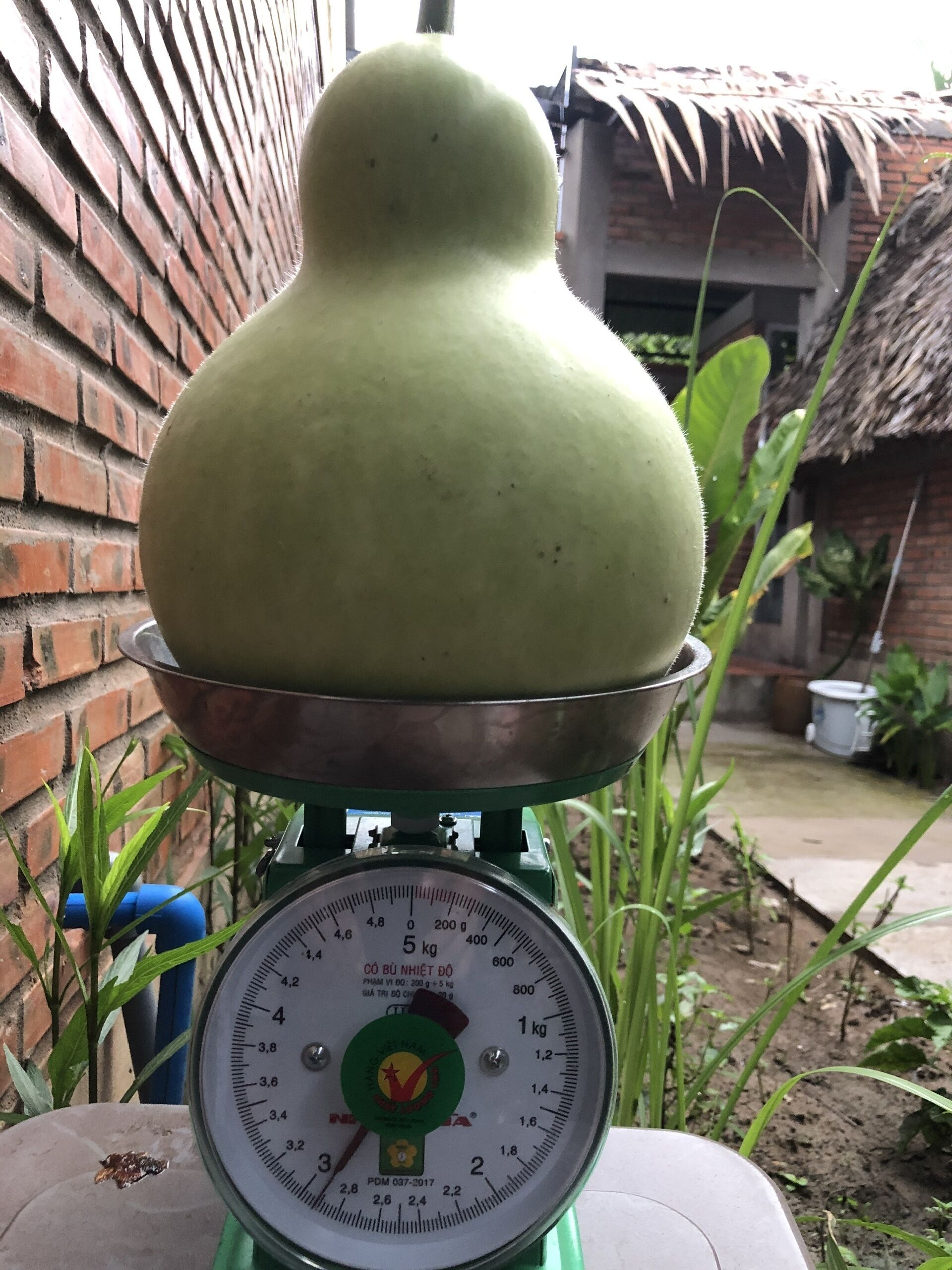 A scale with a large green object on it, set against a brick wall and a thatched roof structure.