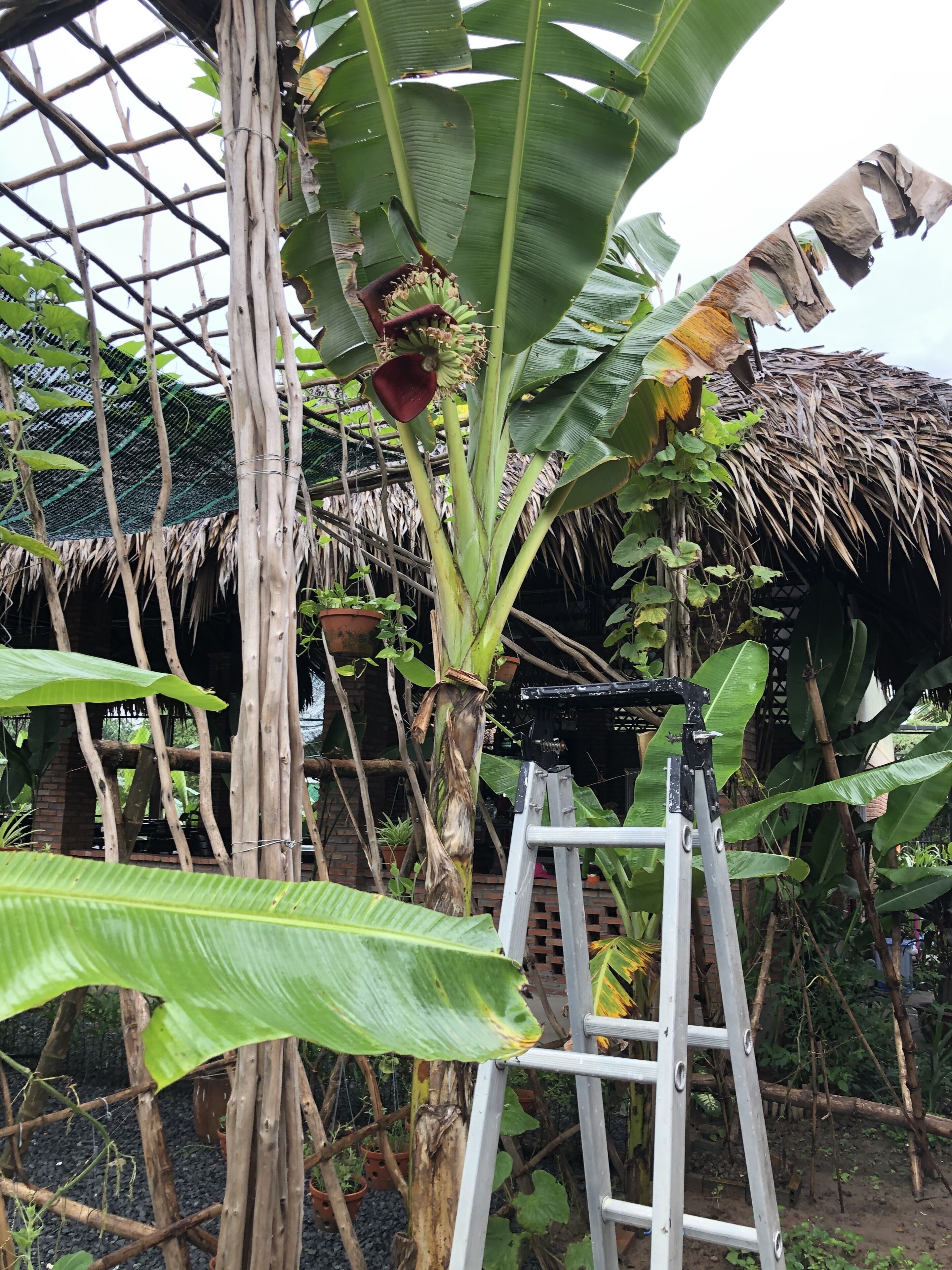 A ladder leaning against a structure with a thatched roof and large banana leaves.