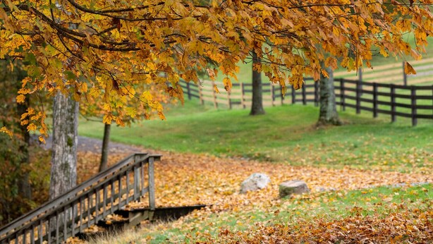 A park with a wooden bridge, trees with autumn leaves, and a grassy area with scattered leaves. - The Pill Box is the perfect getaway next to the Cowpasture River (Millboro Springs)