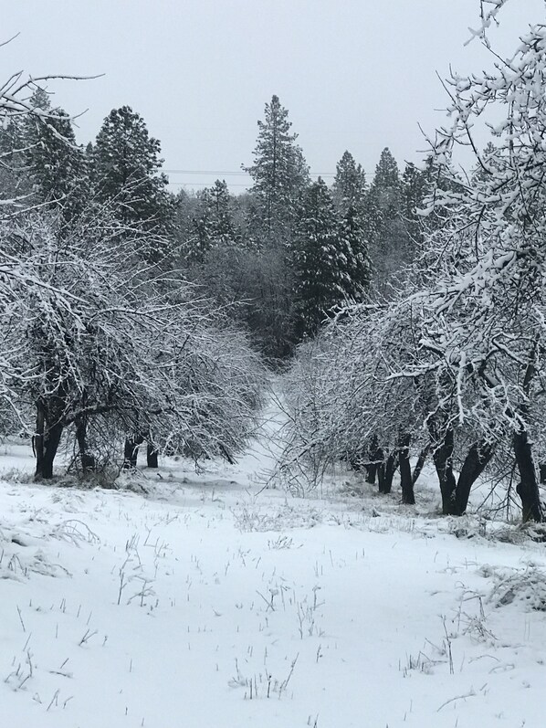 A snow-covered landscape with trees and a path. - The Terrace House, country living. (Montgomery Creek)