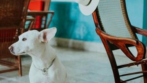 Un perro blanco sentado frente a una mecedora de madera, con un sombrero blanco puesto.