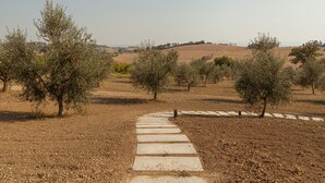 A pathway leading through an olive grove with a clear sky. - Frantoio L'Olinda (San Marcello)