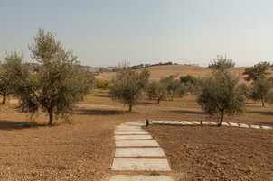 A pathway leading through an olive grove with a clear sky.