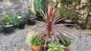 A potted plant with long, slender leaves in a square planter on a gravel surface. - Chapel St Apartments (Caernarfon)