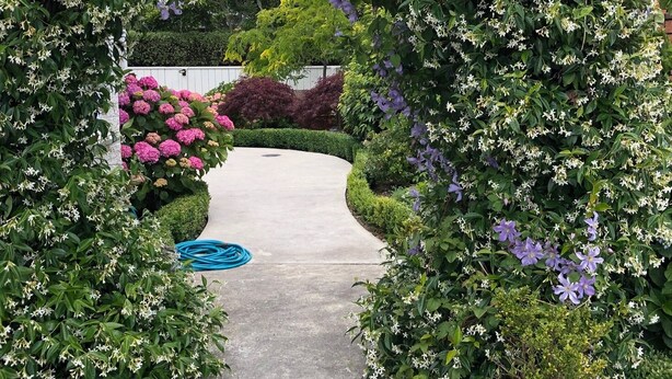 A pathway leading through a garden with various shrubs and flowers, including pink and purple blooms. - Hidden Gem - Bed & Breakfast (Upper Hutt)