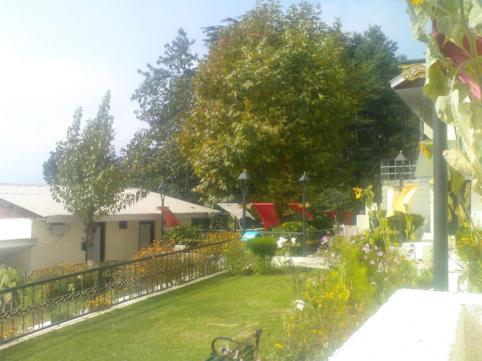 A garden area with a lawn, a metal fence, and a large tree.