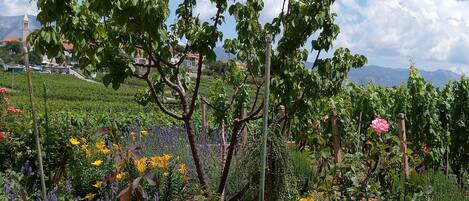 Apartment (Two-Bedroom Apartment with Balcony) | Garten