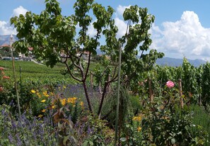 Un vignoble avec des rangées de vignes et une variété de plantes à fleurs.