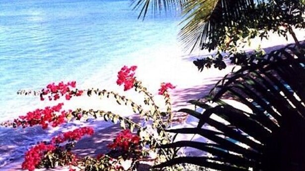 A beach with clear blue water, a palm tree, and red flowers.
