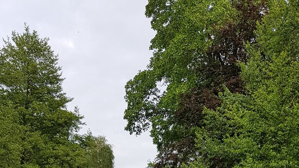 En fredfyldt have ved floden med træterrasse, frodig vegetation og et roligt vandareal.