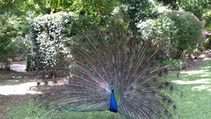 Un pavo real despliega completamente sus plumas en una zona con césped, y árboles y arbustos al fondo.