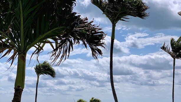 A well-maintained grassy area with palm trees, a pathway, and beach chairs, leading to the ocean. - Beachside Unit 27 - Key Colony, Beachside Unit 27 - The Beach is Calling You! (Key Colony Beach)