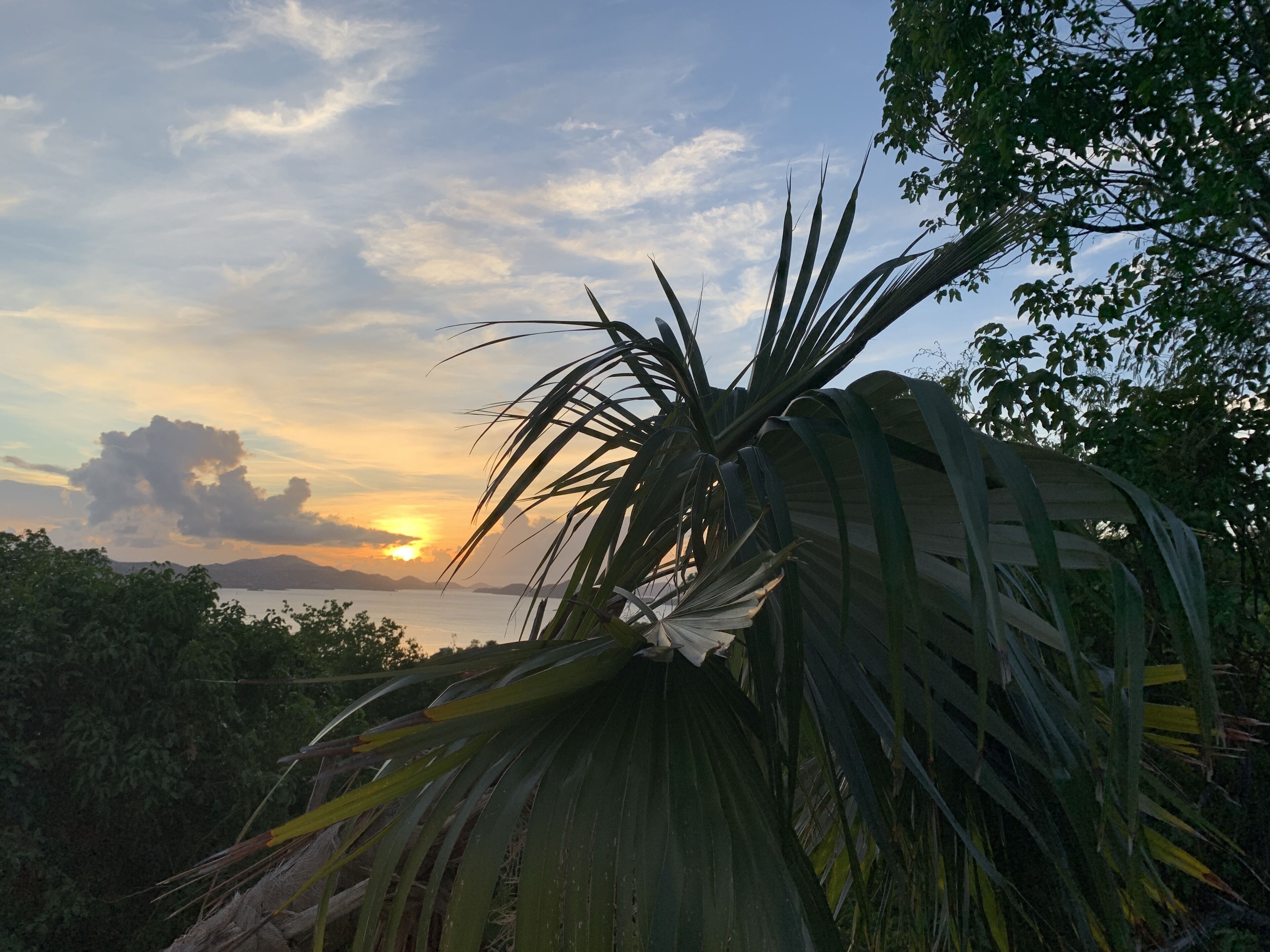 Eine Palme vor einem Sonnenuntergang über einem Gewässer und fernen Bergen.