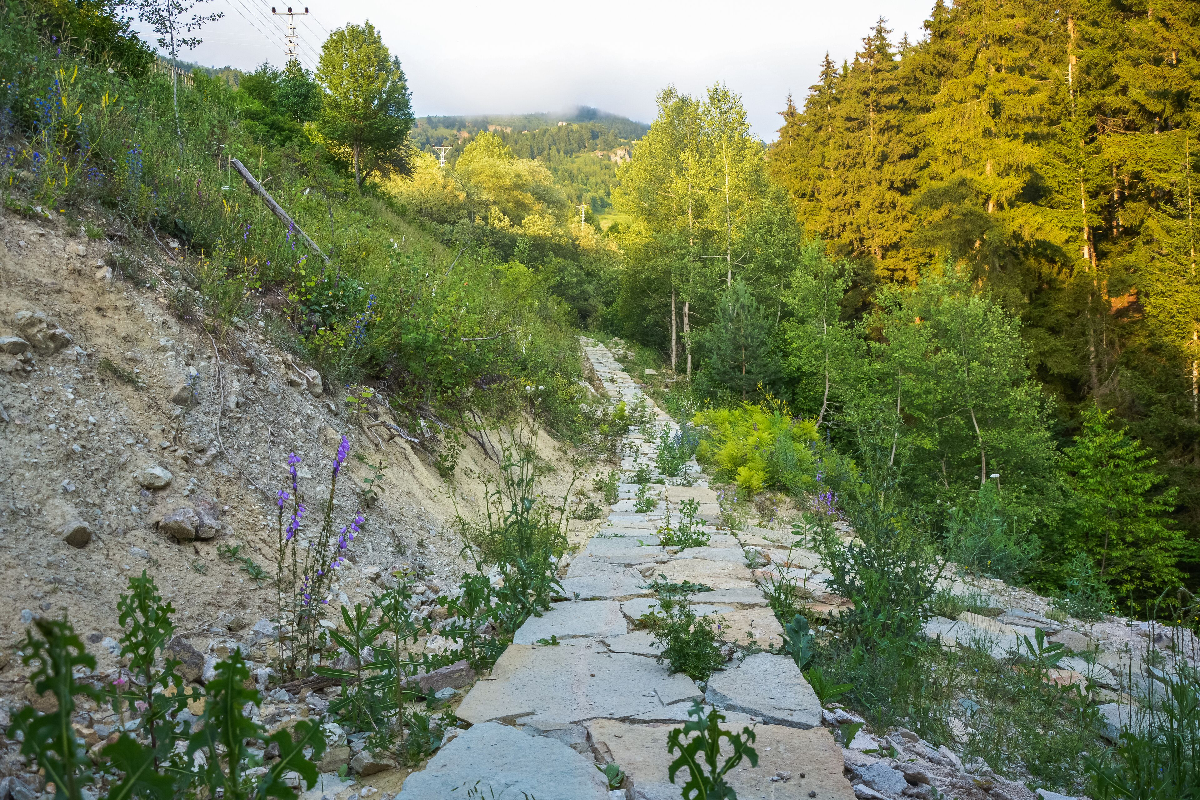 Un sendero de piedra atraviesa un área boscosa, con una ladera de tierra a un lado y árboles densos al otro.