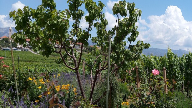 A vineyard with rows of grapevines and a variety of flowering plants. - Apartment Kata - Two-Bedroom Apartment with Balcony and Garden View (Lumbarda)