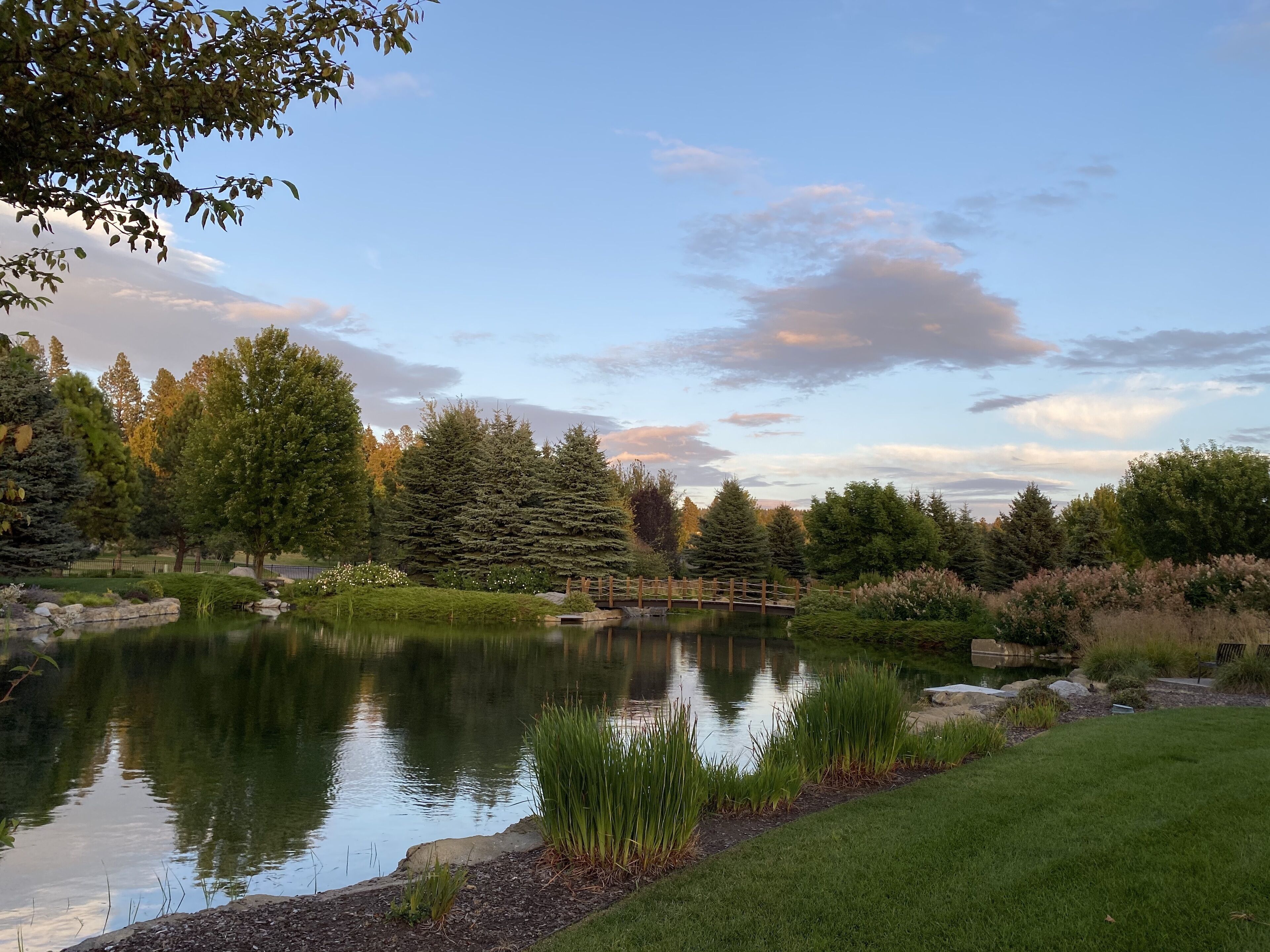 A tranquil pond surrounded by trees and a wooden bridge.