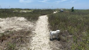 A sandy path leading through a grassy area with a small white dog standing on the path. - Incommunicado Gulf Front Private RV Lot (Port St. Joe)