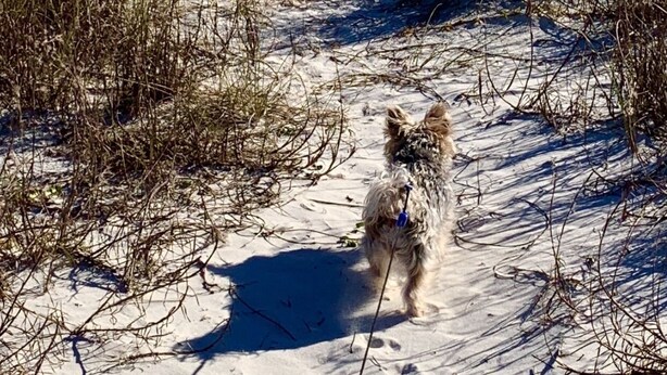 A sandy path leading to a beach with a dog walking along it. - Incommunicado Gulf Front Private RV Lot (Port St. Joe)