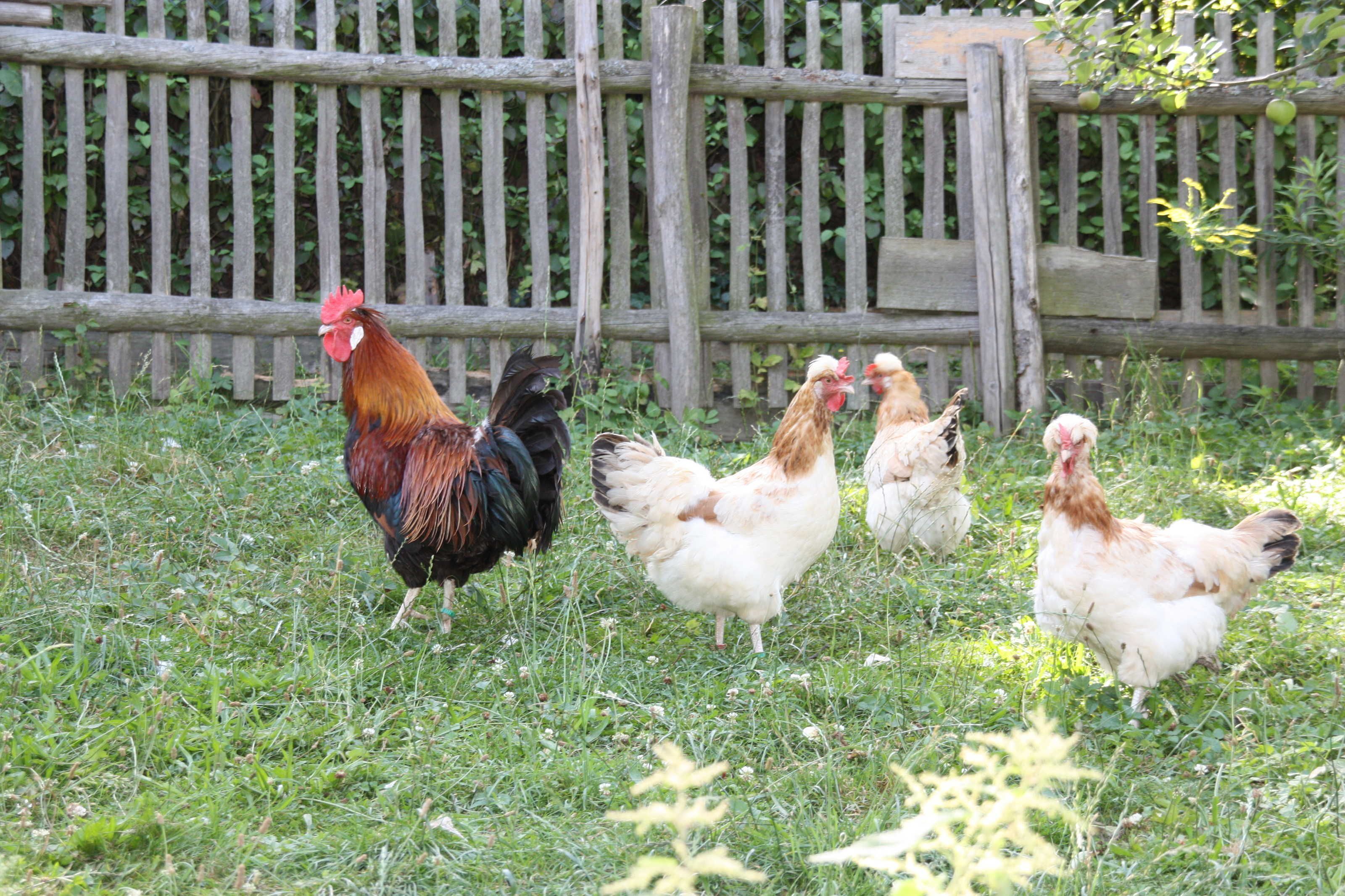 Een groep kippen en een haan in een grasveld met een houten hek op de achtergrond.