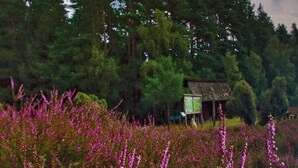 Un paysage composé d’un champ de fleurs violettes, d’une construction à toit de chaume et d’une forêt en arrière-plan.