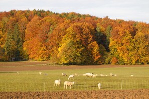 Nicht klassifiziertes Bild, 3 von 35, Schaltfläche