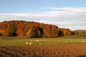 Immagine non classificata, 3 di 35, pulsante