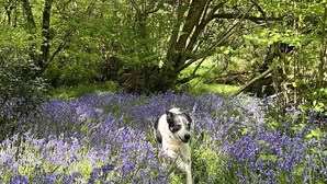Een hond loopt door een veld met paarse bloemen.