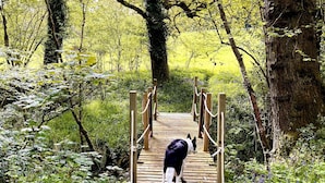 Een houten brug in een bos, een hond loopt erover.