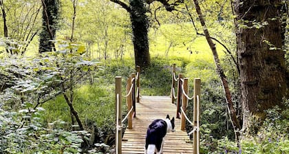 Bluebell Brook Camp
Secluded camping in 13 acres of magical meadow and woodland.