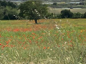A field with tall grass and scattered red flowers, a tree, and a distant bridge.