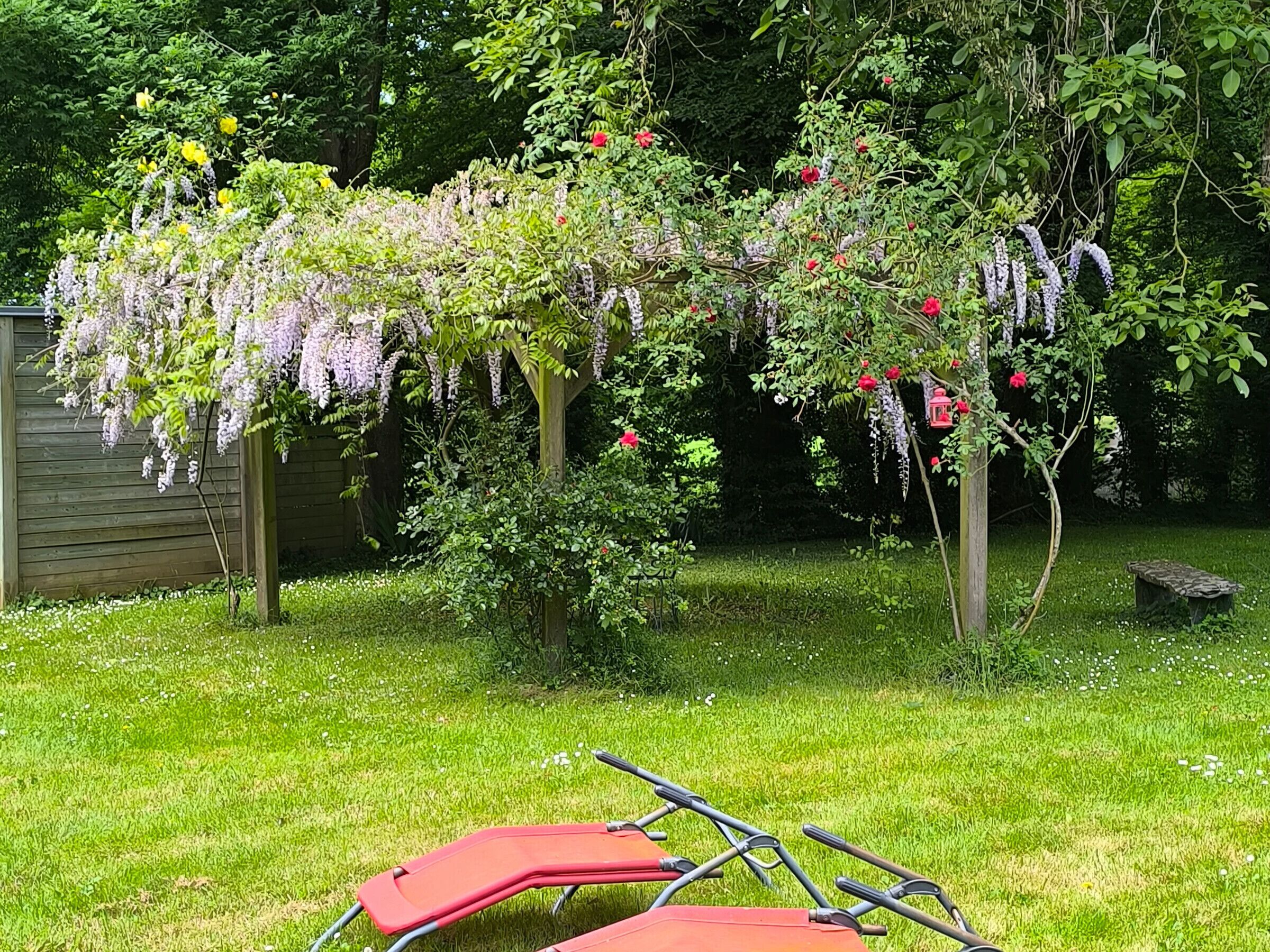 A garden with a pergola covered in wisteria and roses, a small tree, and a wooden bench.