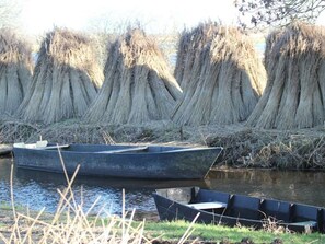 A row of boats tied to a dock with tall reeds in the background.