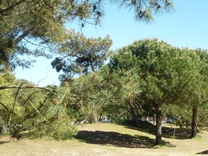Stroll along the paved path through a tranquil wooded area surrounded by pine trees.