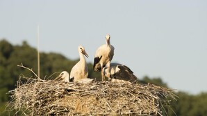 A nest with three storks. - Gasthaus Schwarzer Adler (Colmberg)