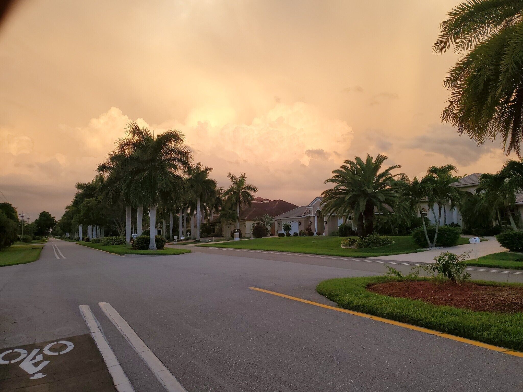 A residential street lined with palm trees and houses, with a bike lane on the left.