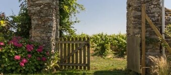 Gîte historique au cœur des vignes avec terrasse, vélos, auberge à proximité et équipements modernes
