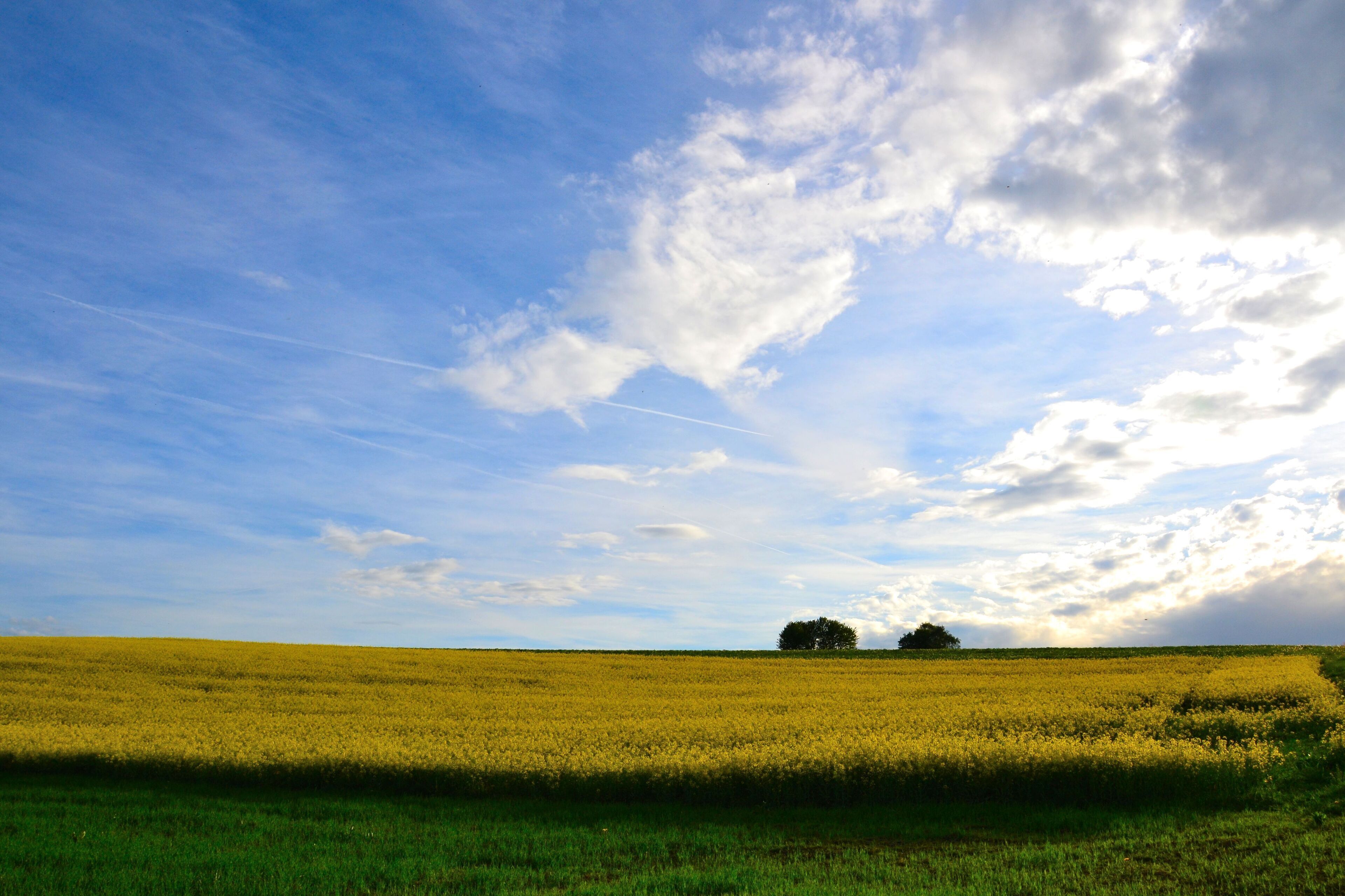 A field with a single tree in the distance under a partly cloudy sky.