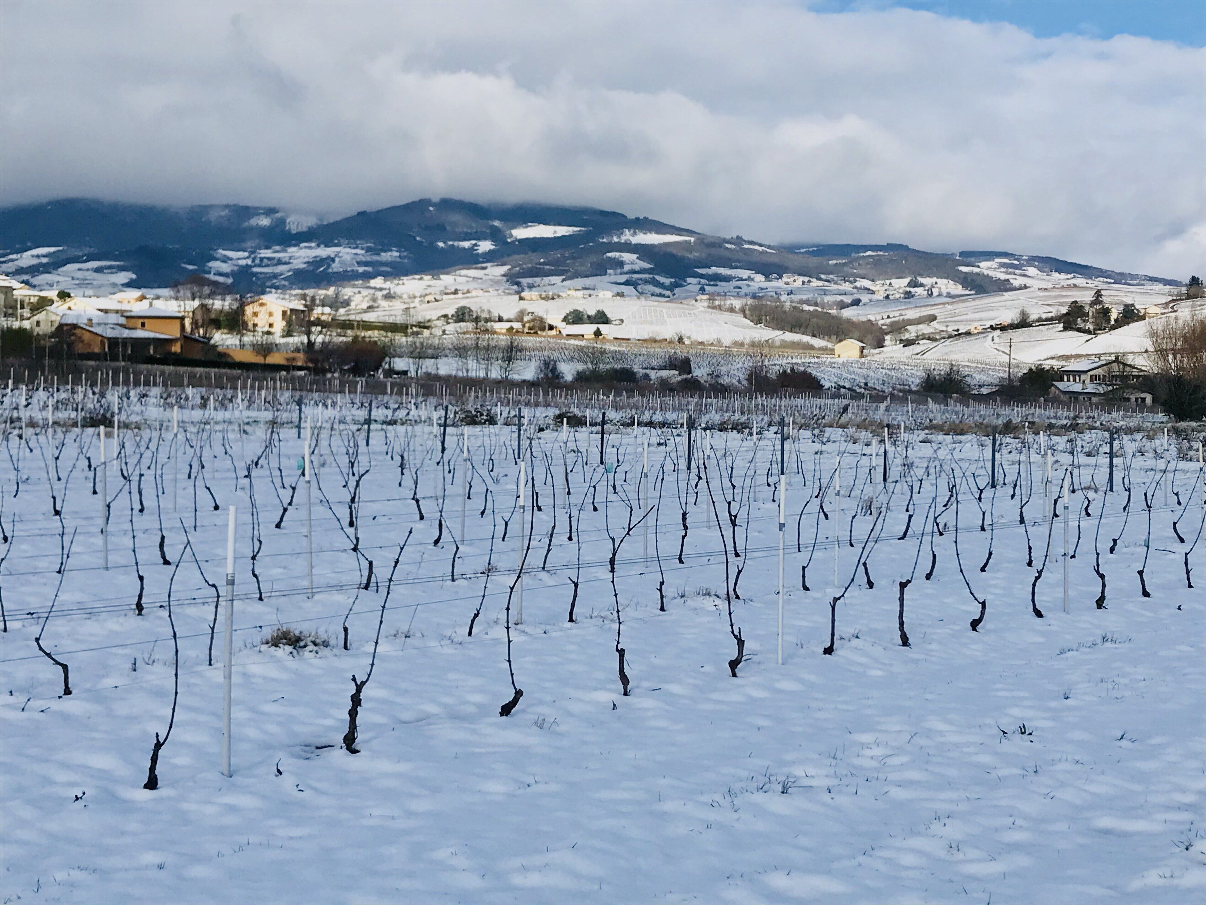 A vineyard with rows of grapevines in a snowy landscape, buildings in the background, and mountains in the distance.