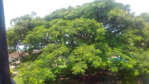 Un arbre verdoyant aux feuilles larges, un ciel dégagé et, au loin, on aperçoit un bâtiment.