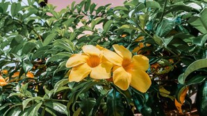 Primer plano de una planta con flores amarillas y hojas verdes.