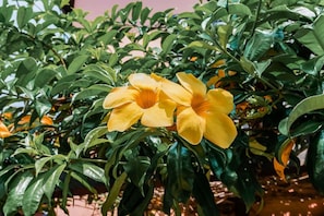 Garden - Residencial Bahia do Sonho (Bombinhas)