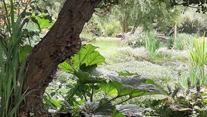 Ein Garten mit einem großen Baum, verschiedenen Pflanzen und einem Felsen mit orangefarbenen Blüten.