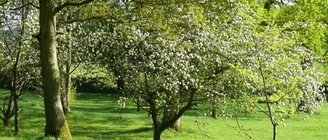 Jardin