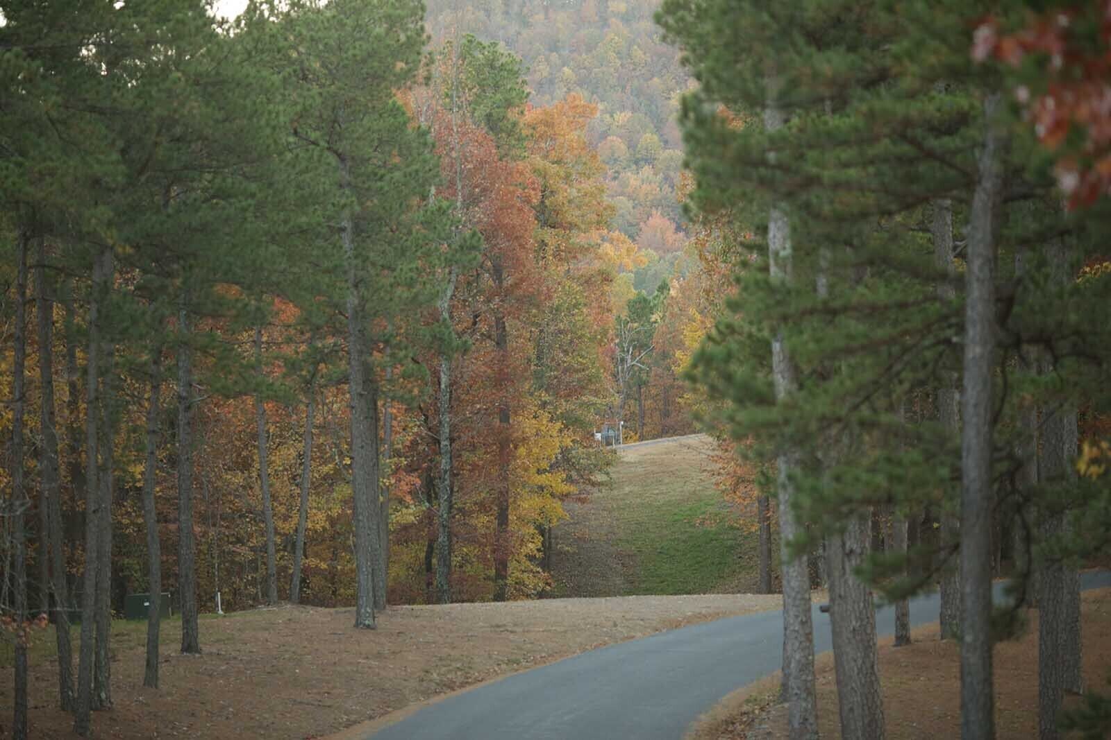 A road through a forest with autumn-colored trees.
