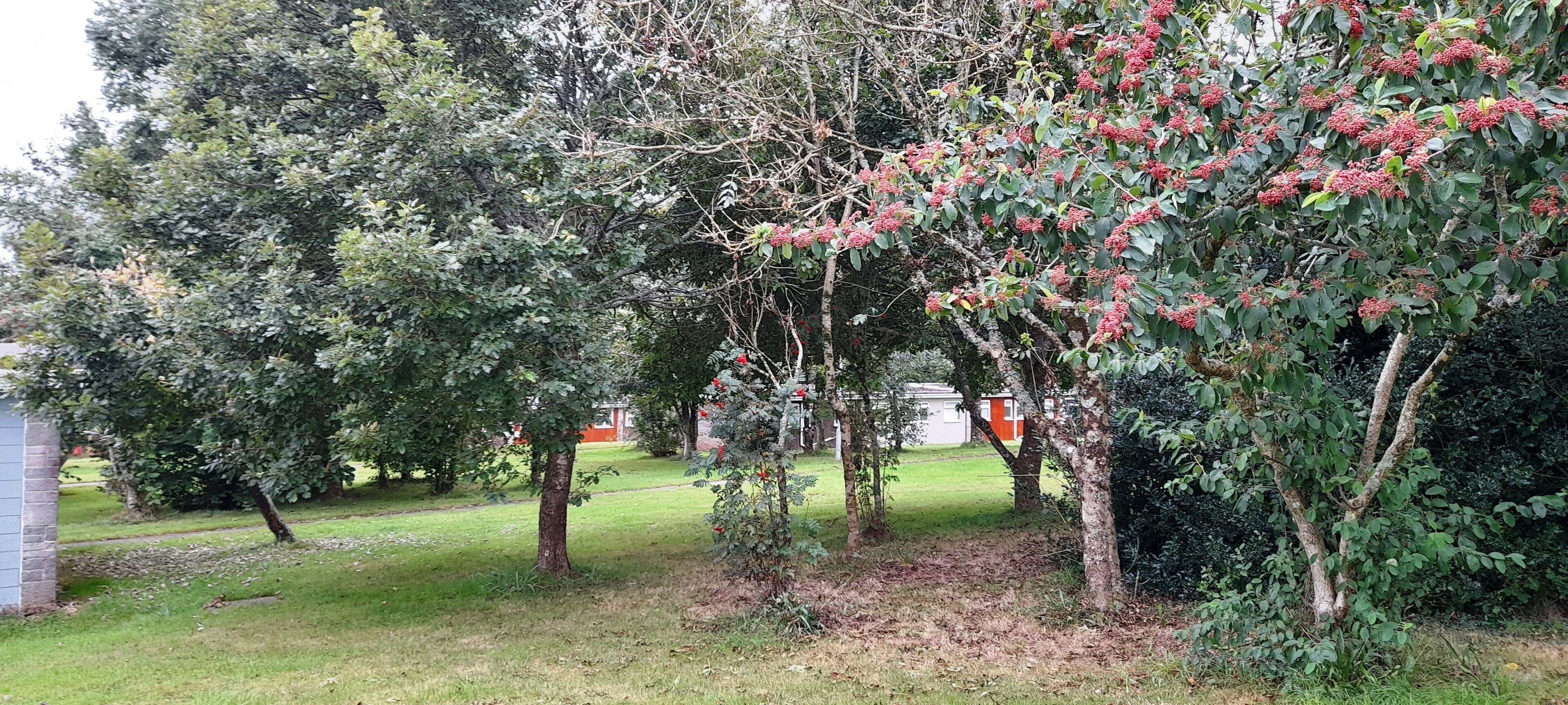 A garden with various trees and a small building.