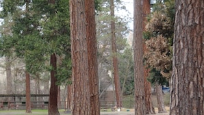 Une zone boisée avec de grands arbres et un sentier de terre.