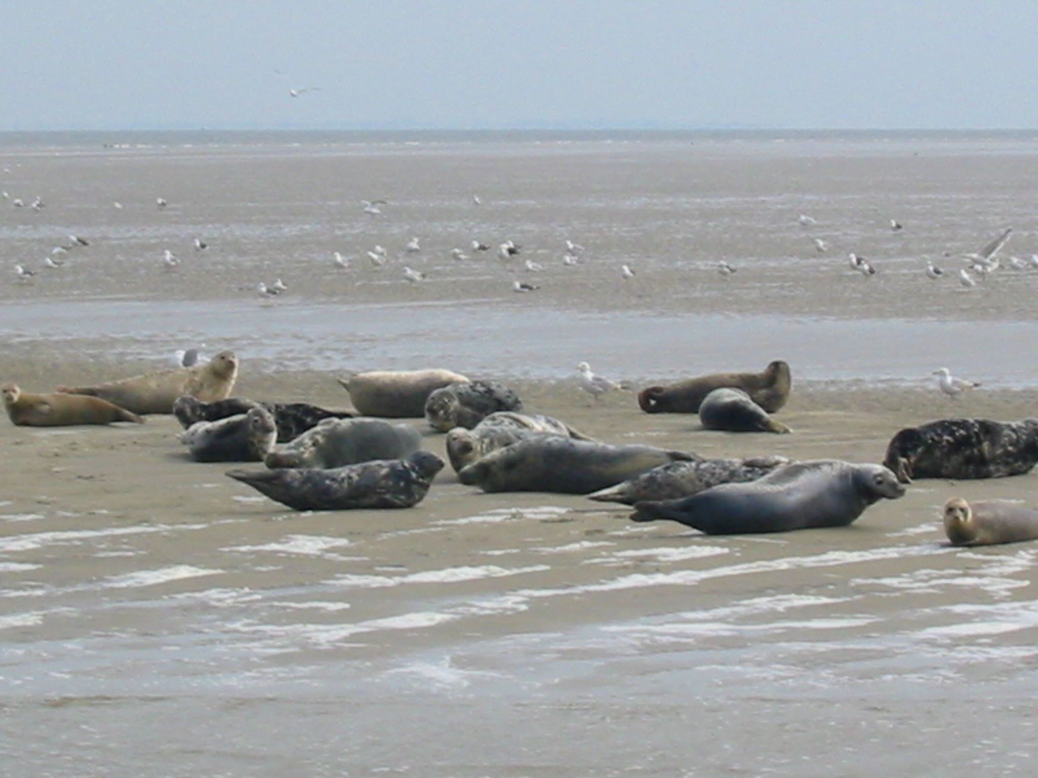 Strand