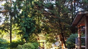 A gravel path leading to a wooden structure with string lights, surrounded by dense greenery and trees. - Cozy Log Cabin in peaceful wooded surroundings (Monroe)