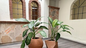 Two potted plants in a hallway with stone walls and arched windows. - Private House with 8 Bedrooms: Sleeps 16 | Across from Jalisco Stadium. (Independencia)
