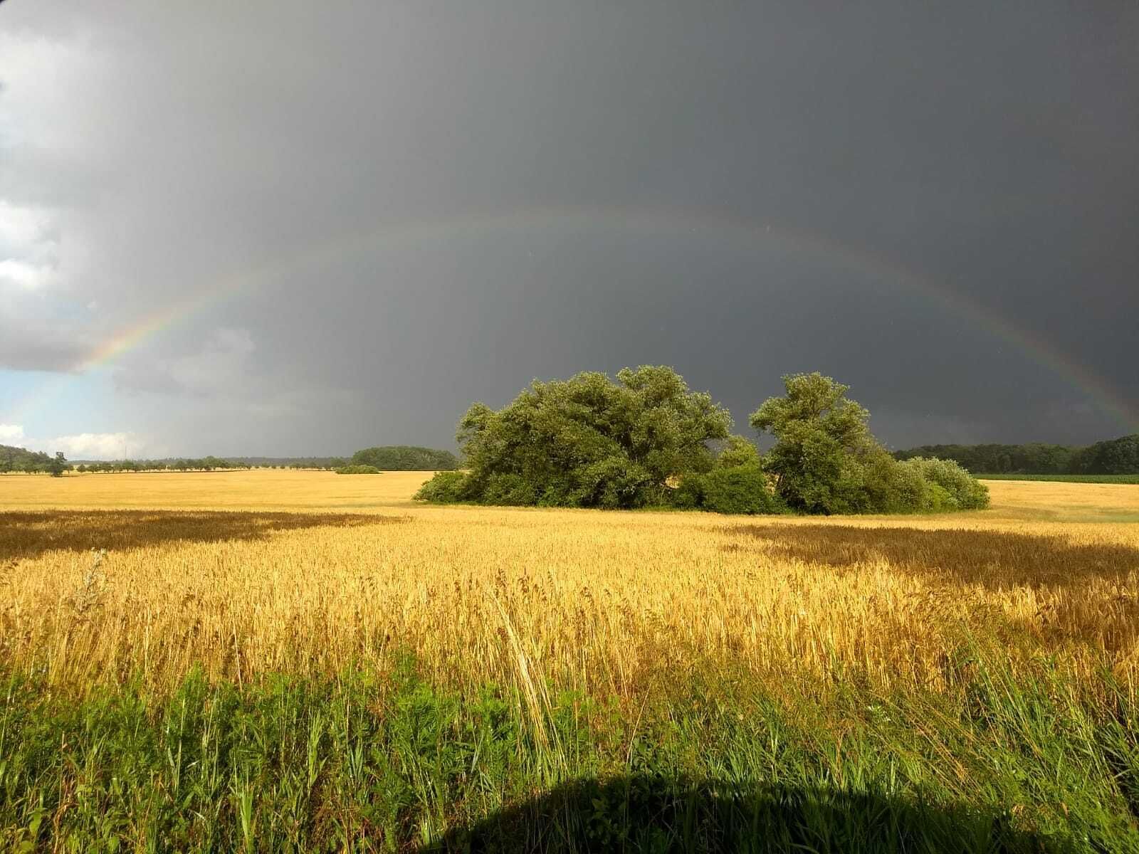 Un champ avec un groupe d’arbres et un arc-en-ciel dans le ciel.
